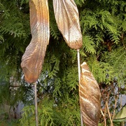 Cuttlefish_023