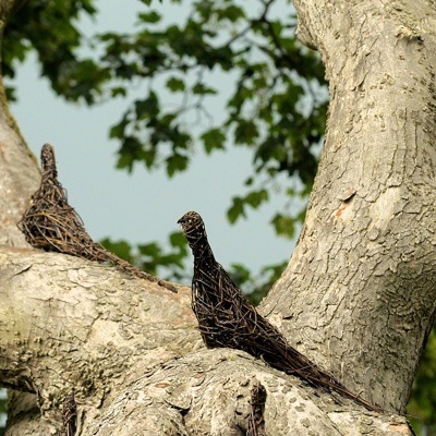 Pheasant