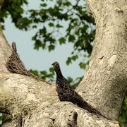 Pheasant