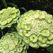 Doherty_green_hydrangea