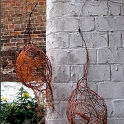 F_campbell_wall_nest