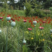 Poppiesatprairielowres