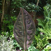 Pc_open_leaf