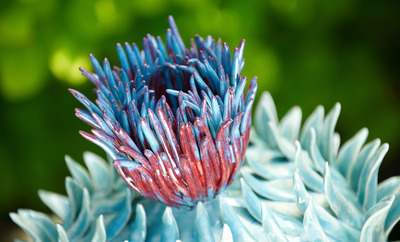 Thistle_top300dpi