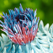 Thistle_top300dpi