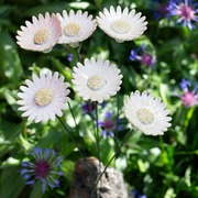Marguerittesurmerlowres