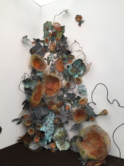 F._campbell_'lichen'