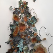 F._campbell_'lichen'