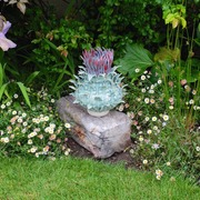 Frances_doherty_thistle