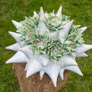 White_and_lime_starburst