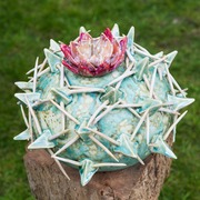 Crown_of_thorns