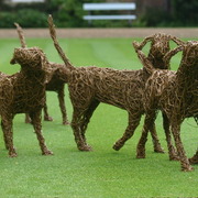 Dogs