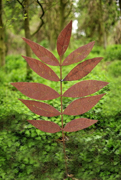 Mm_rowan_leaf_2012