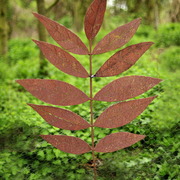 Mm_rowan_leaf_2012