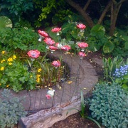 Doherty_poppies